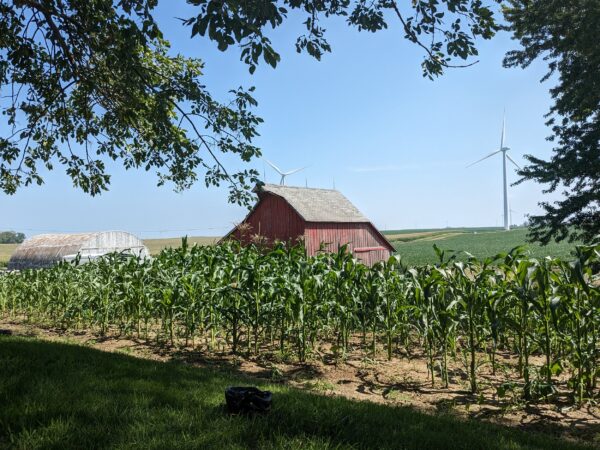 A red barn and metal rounded fame building with corn patch in front and turbines in the back.