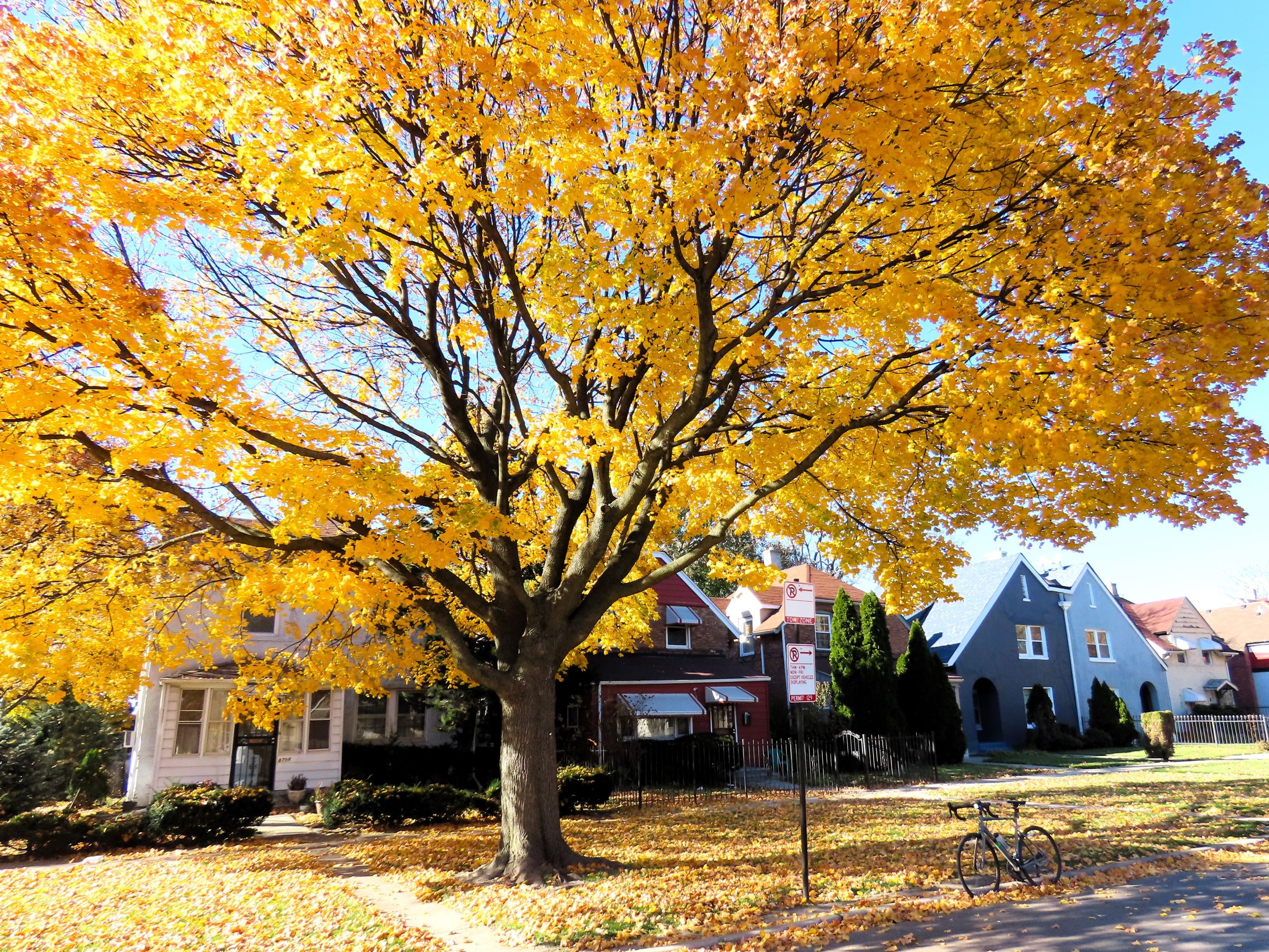 A tour bicycle standing below a bright yellow leaf tree with a wooden duplex and brick single family homes behind.